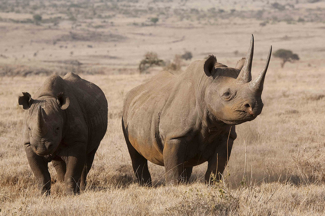 Eco and Conservation Journeys