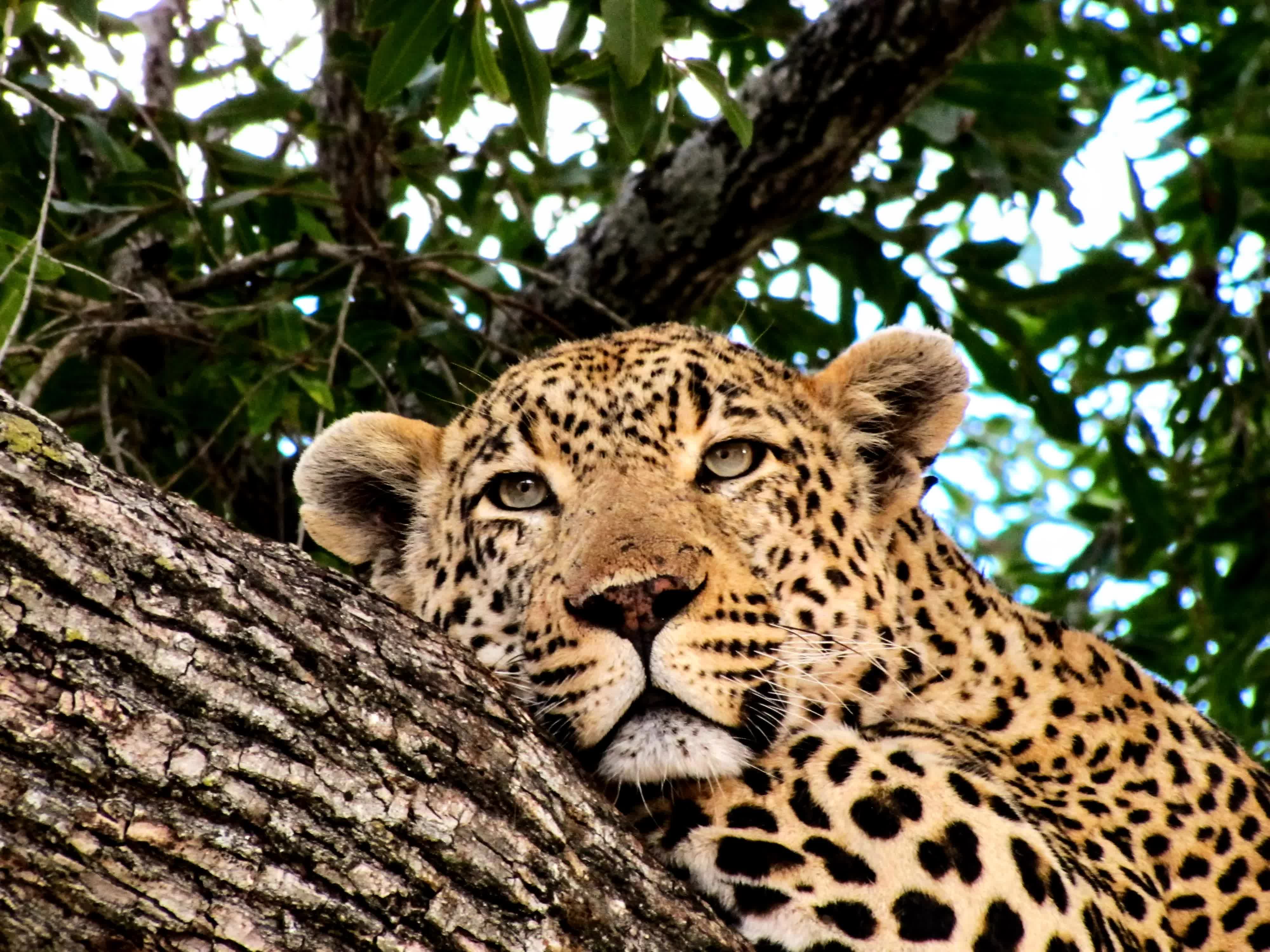 Kruger National Park