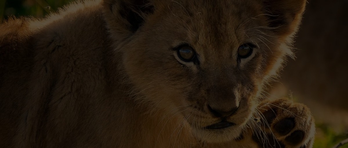 Zuri Africa Experience